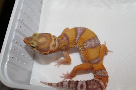 0.1 Tangerine Tremper Albino