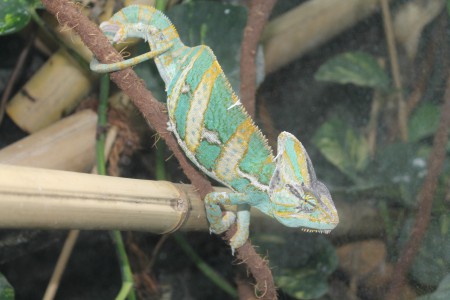Jemenchamäleon (Chamaeleo calyptratus) 